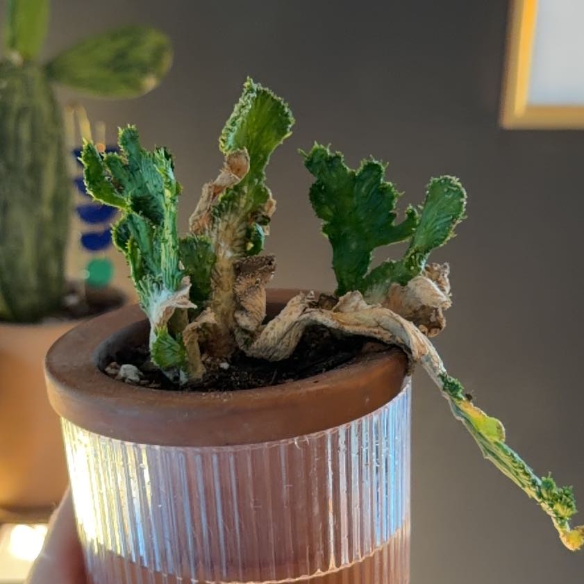 Photo of the plant species Succulent by @Dailysuperstar named Scarlett on Greg, the plant care app