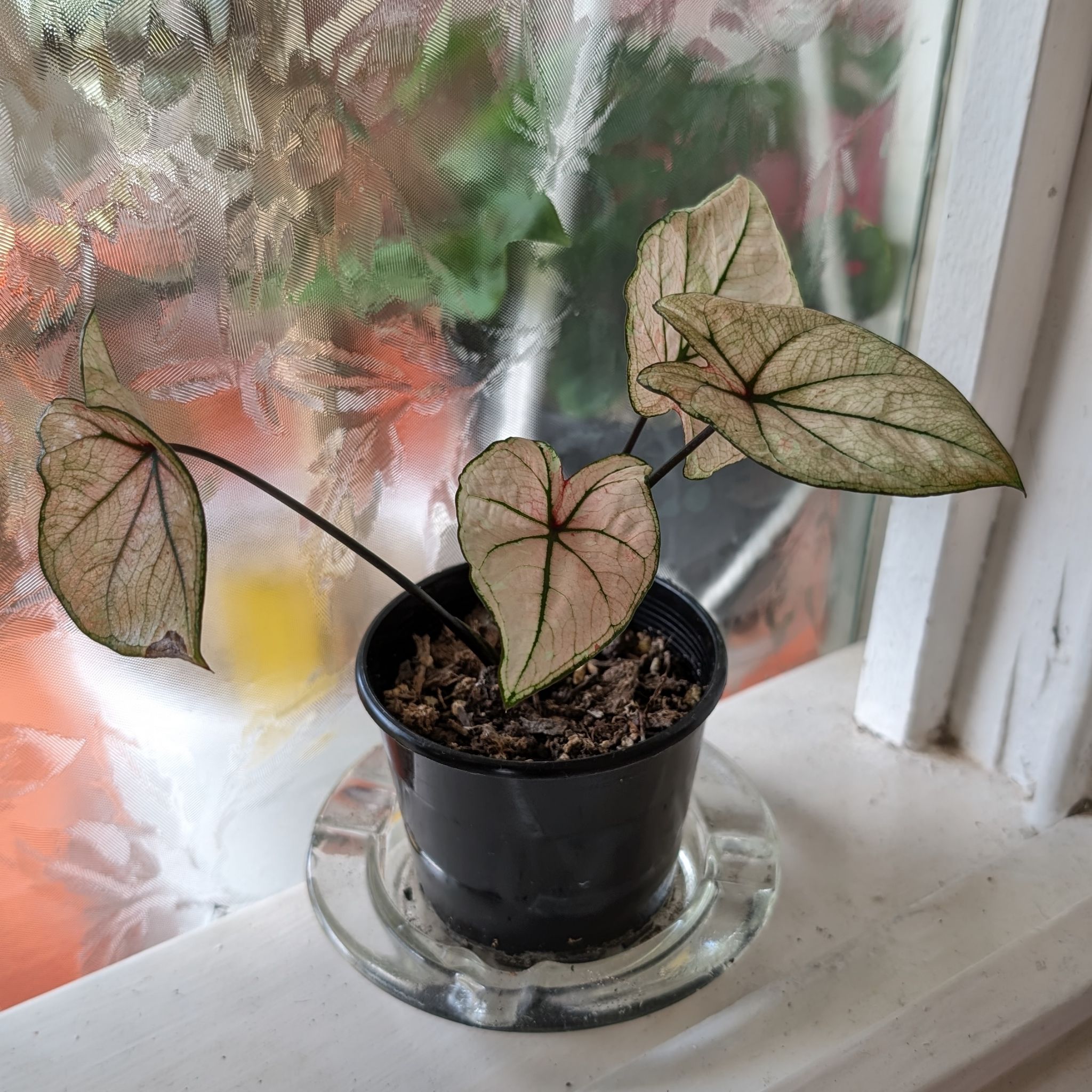 Photo of the plant species Caladium 'Bicolor' by @FreshMelon16 named Caladium pink on Greg, the plant care app