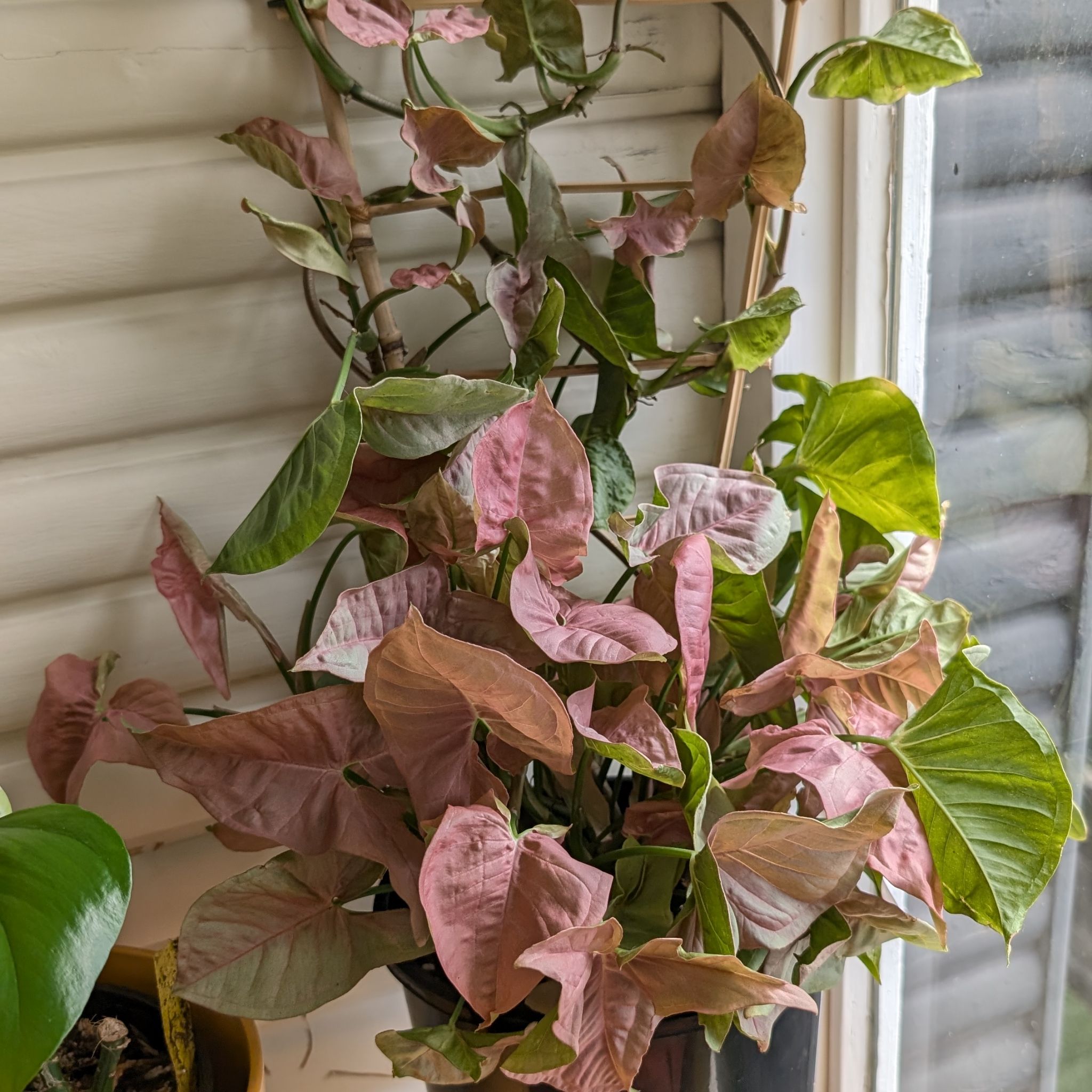 Photo of the plant species Syngonium 'Pink Allusion' by @FreshMelon16 named Syngonium Pink on Greg, the plant care app