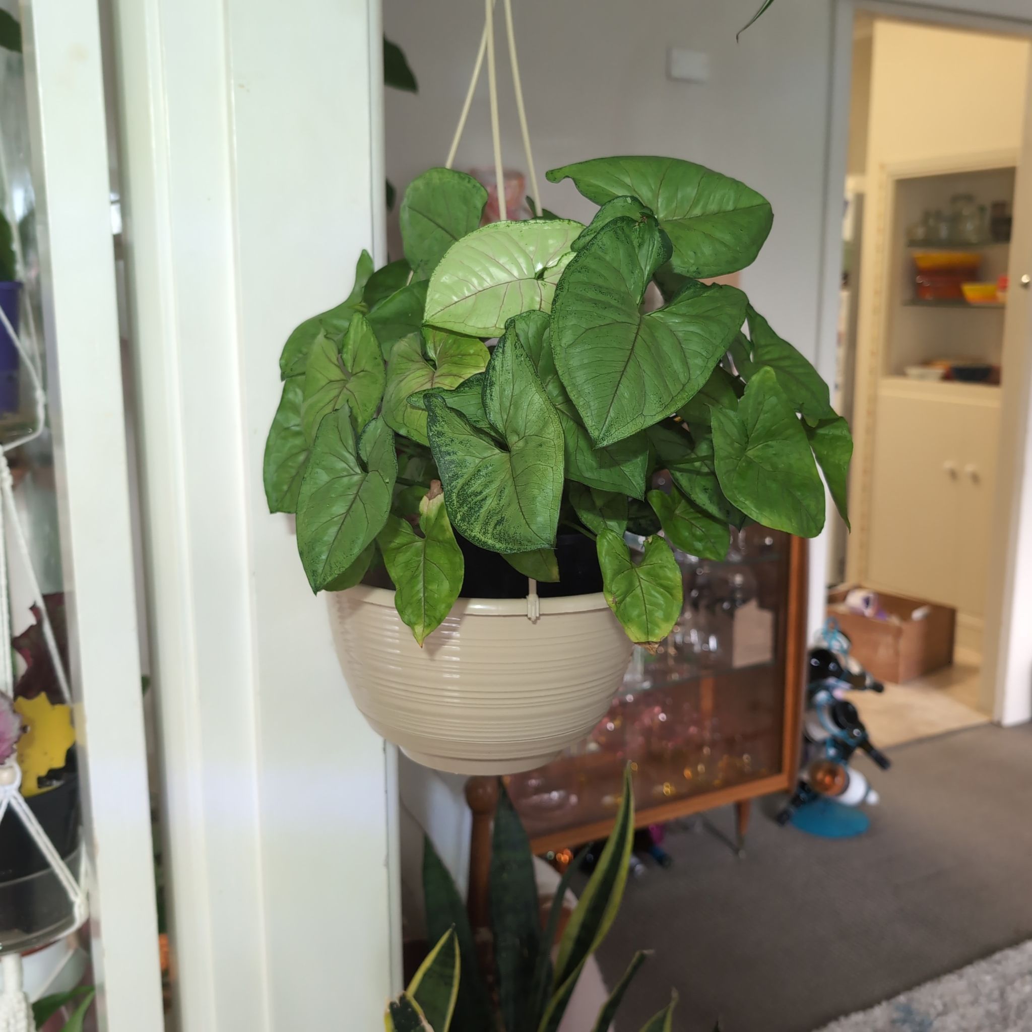 Photo of the plant species Syngonium 'Sunshine Speckles' by @FreshMelon16 named Syngonium Sunshine on Greg, the plant care app