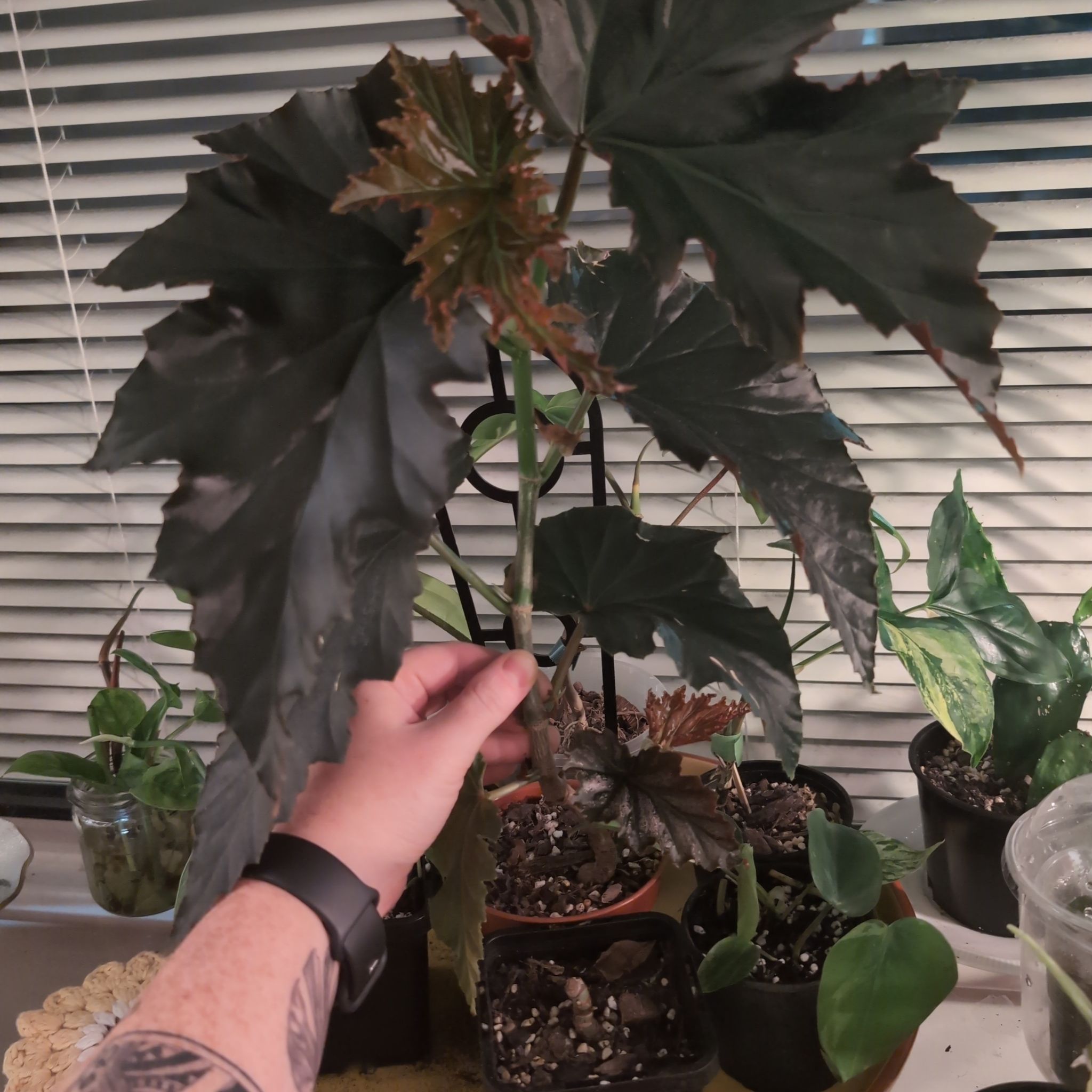 Photo of the plant species Begonia 'Sophie Cecile' by @FreshMelon16 named Begonia Ronaldo on Greg, the plant care app