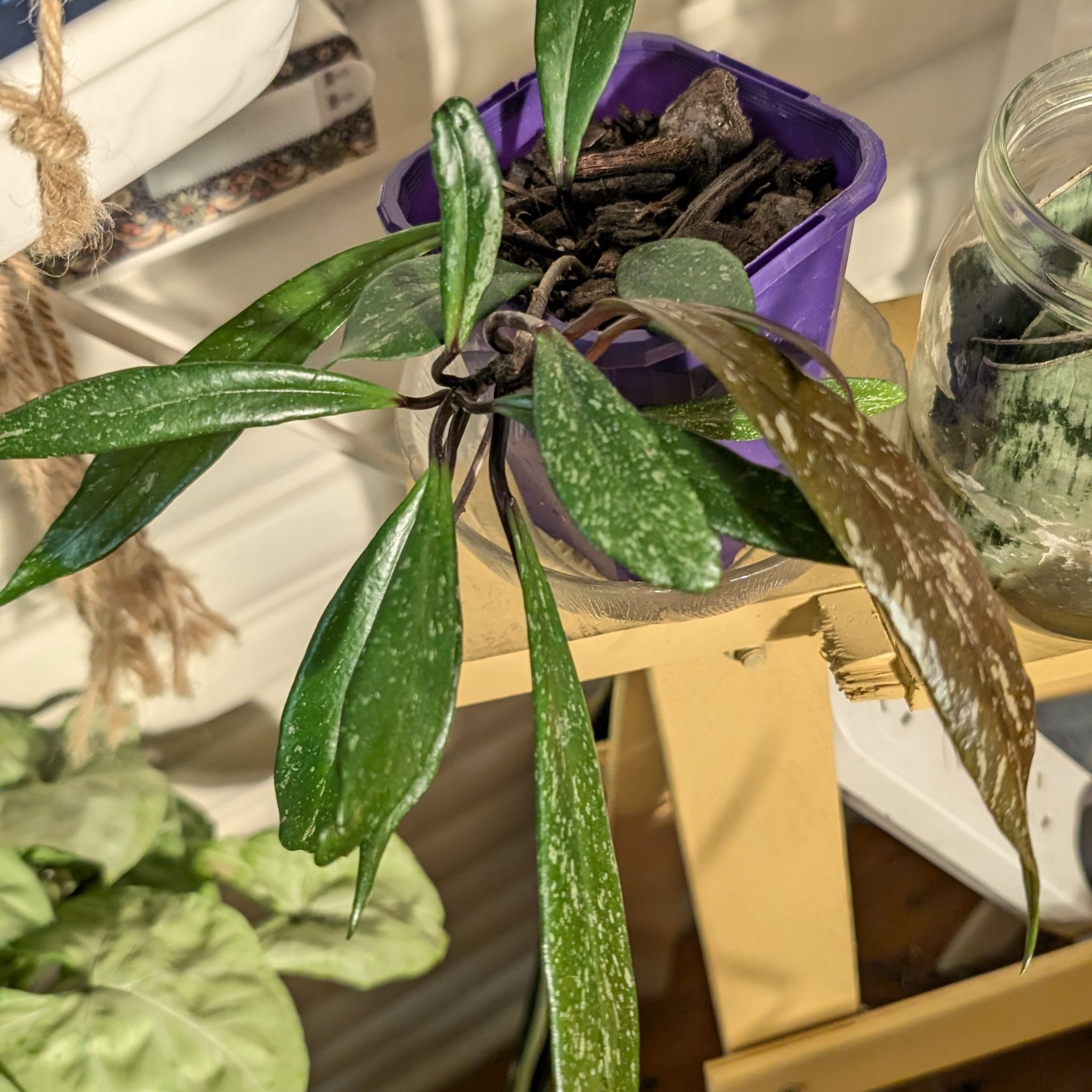 Photo of the plant species Hoya 'Black Dragon' by @FreshMelon16 named Hoya dragon on Greg, the plant care app