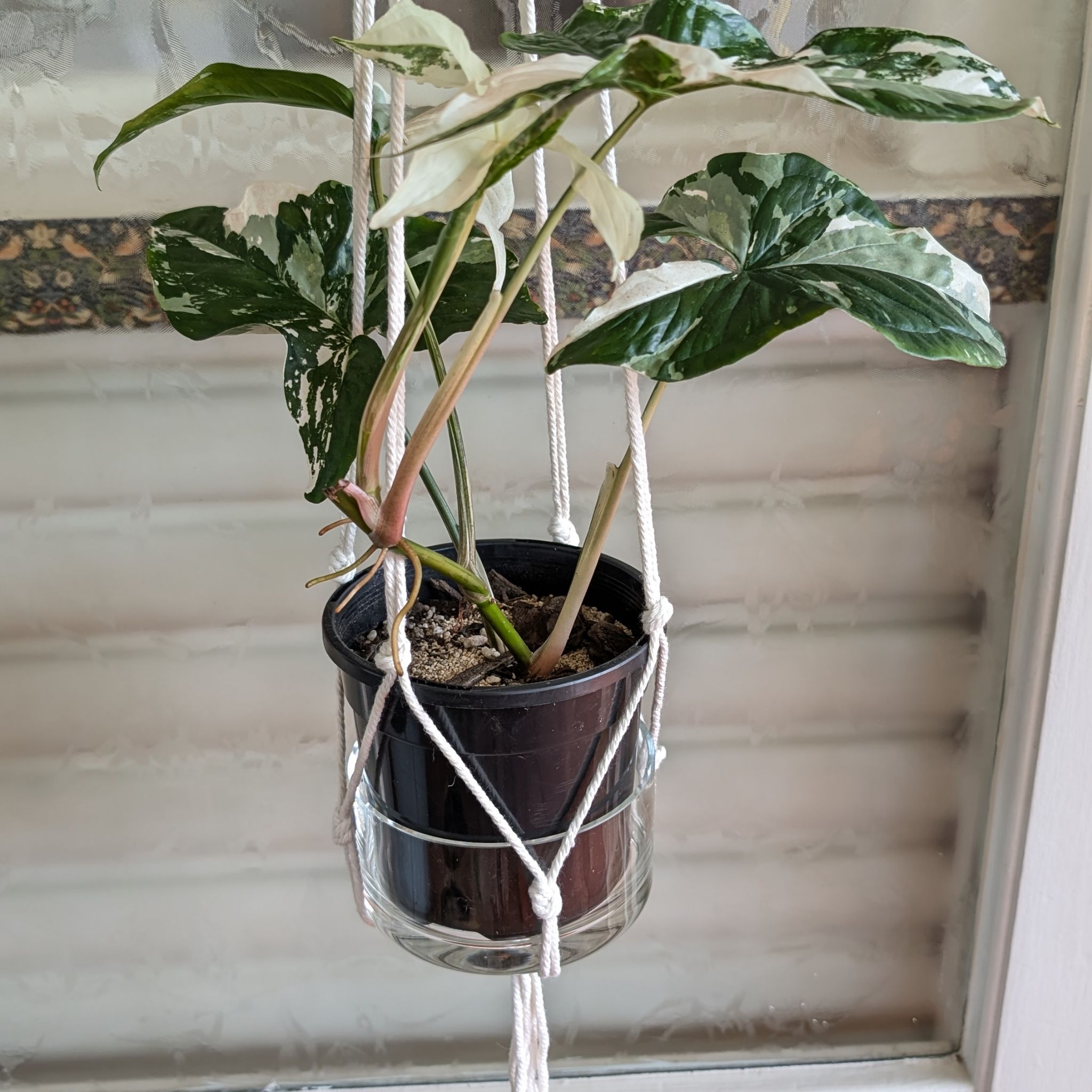 Photo of the plant species Fantasy Imperial White Arrowhead Plant by @FreshMelon16 named Syngonium Fantasy on Greg, the plant care app