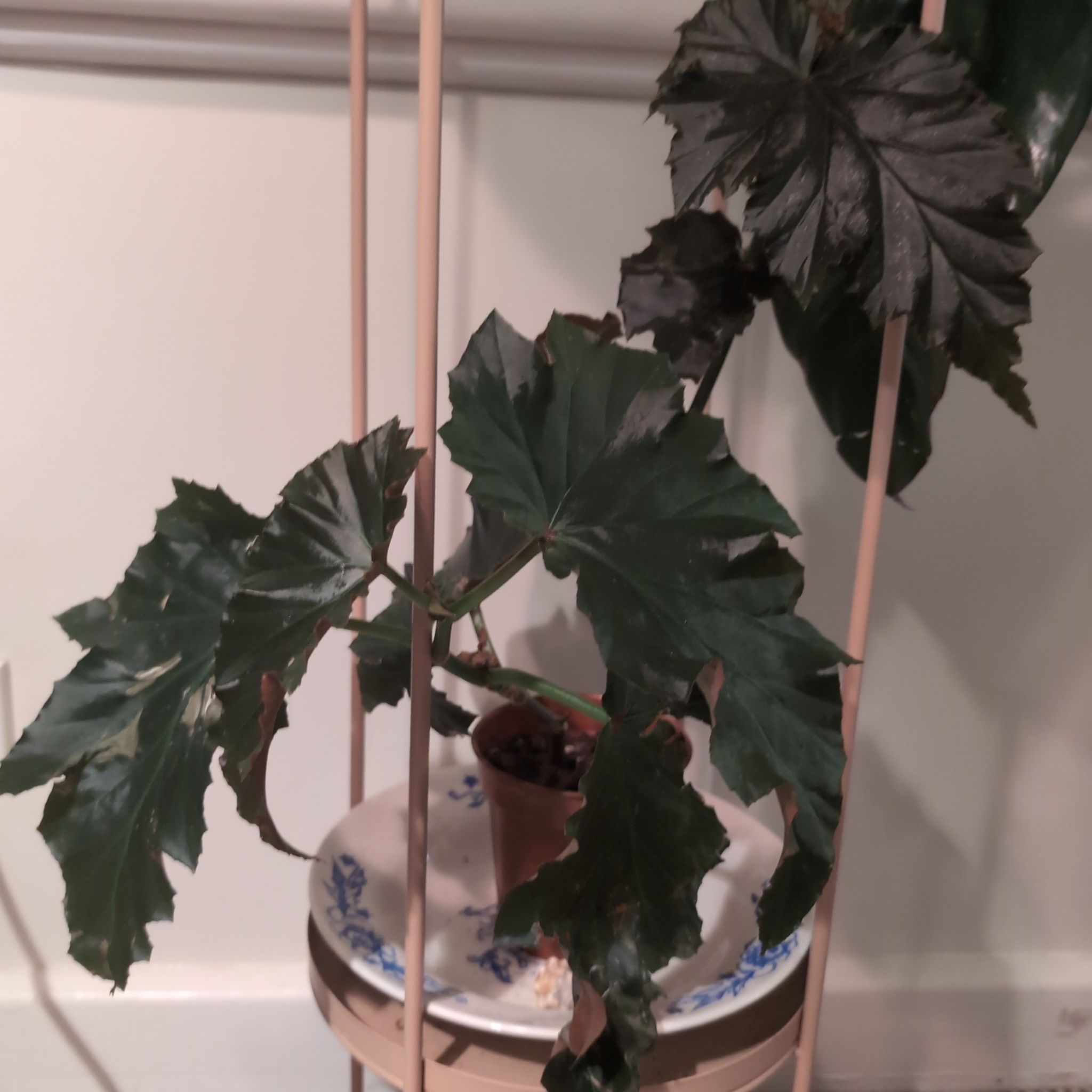 Photo of the plant species Begonia 'Sophie Cecile' by @FreshMelon16 named Begonia Nemo on Greg, the plant care app
