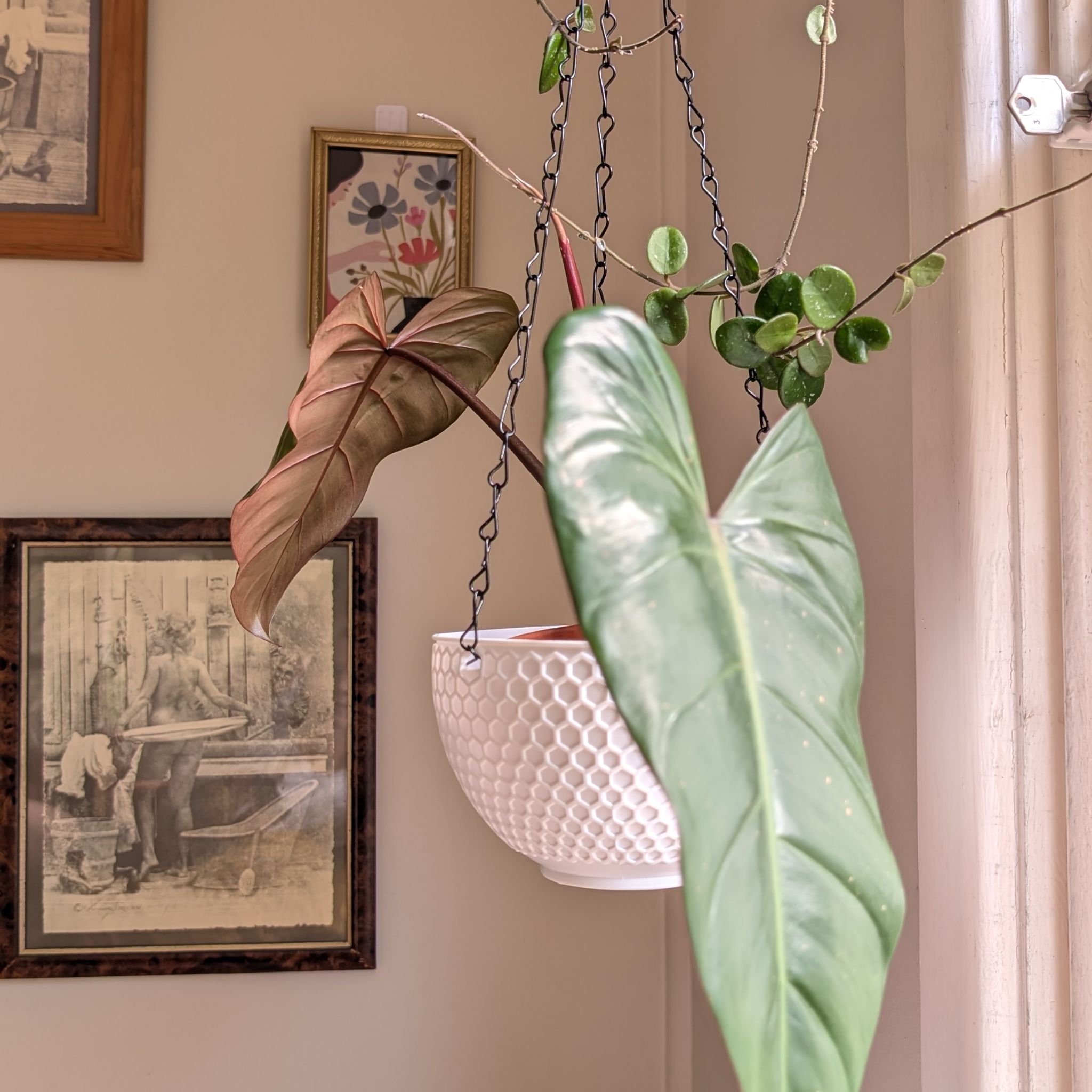 Photo of the plant species Philodendron 'Congo Rojo' by @FreshMelon16 named Phil Rojo on Greg, the plant care app