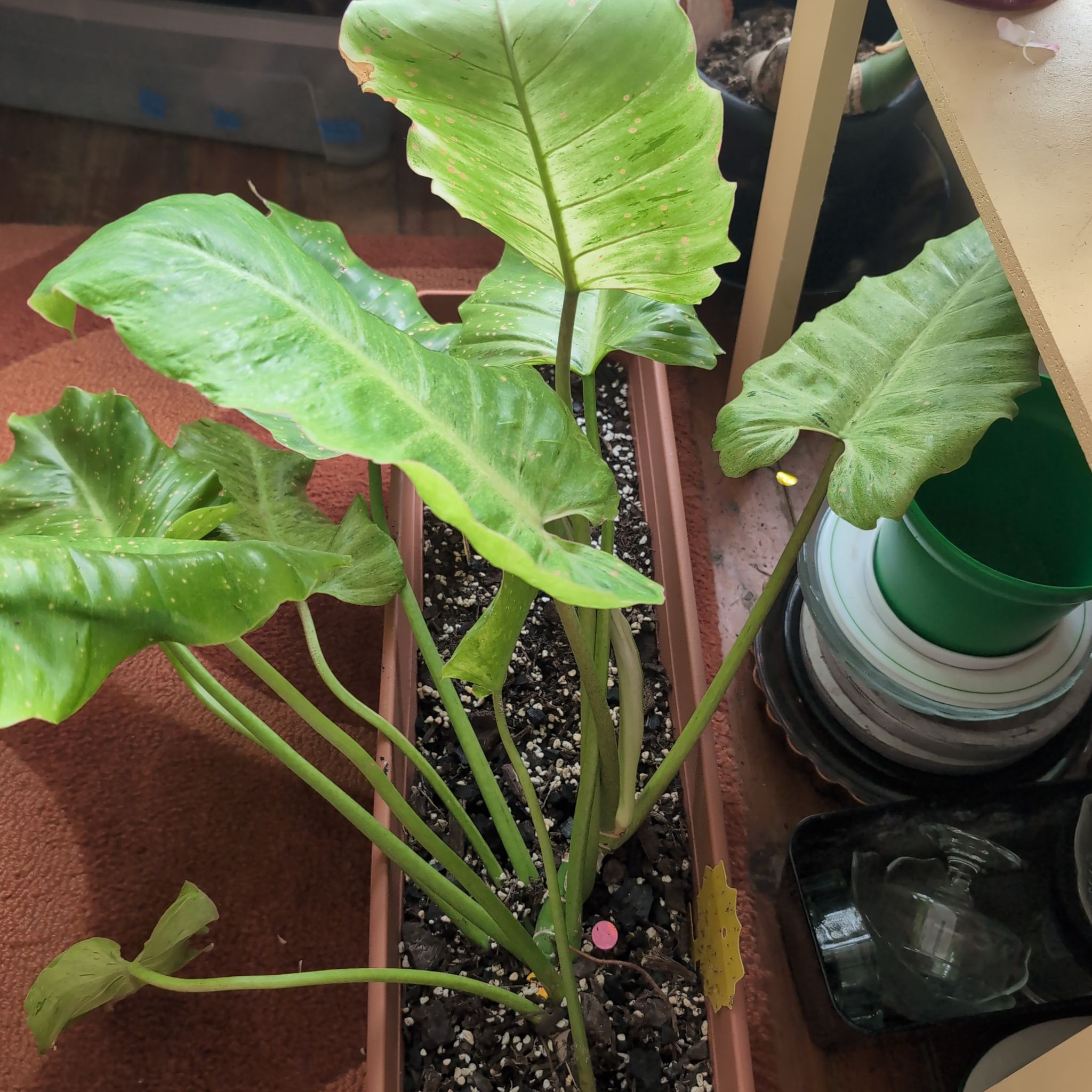 Photo of the plant species Variegated Philodendron Giganteum by @FreshMelon16 named Phil giganteum on Greg, the plant care app