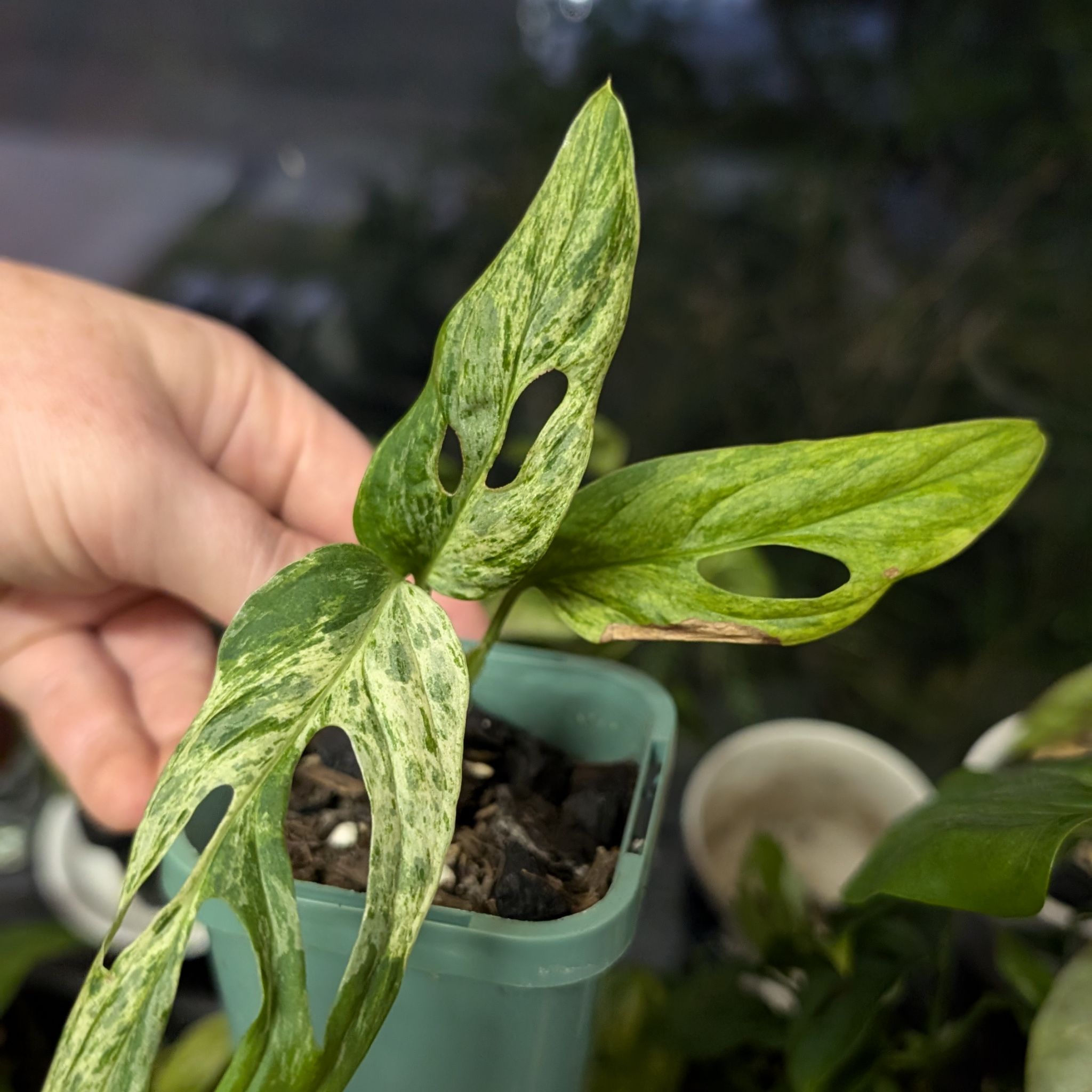 Photo of the plant species Monstera Adansonii Indonesian Marble by @FreshMelon16 named Mon indo on Greg, the plant care app