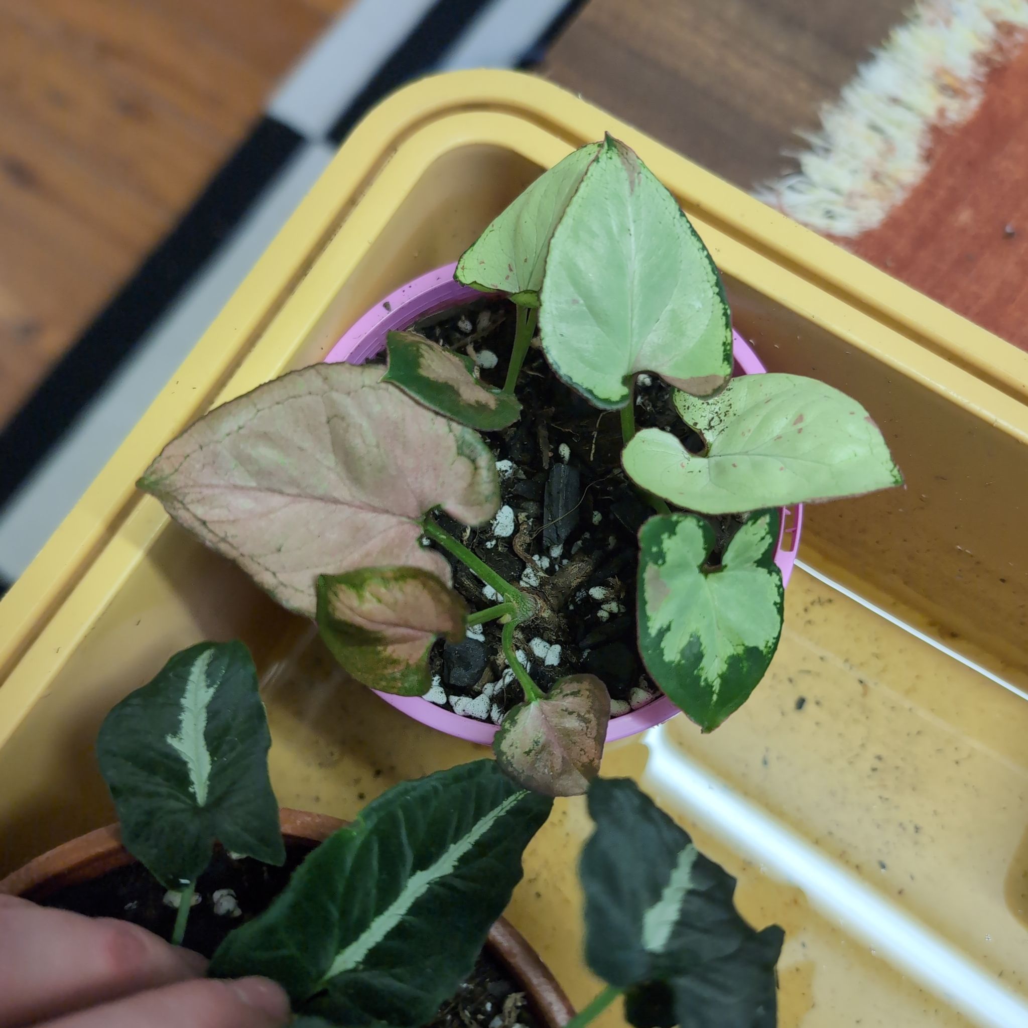 Photo of the plant species syngonium strawberry milk by @FreshMelon16 named Syngonium strawberry milk? on Greg, the plant care app
