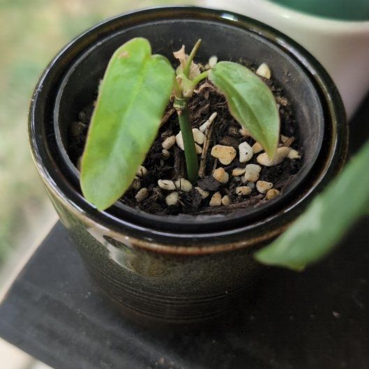 Photo of the plant species Philodendron billietiae atabapoense by @FreshMelon16 named Girlfrond on Greg, the plant care app