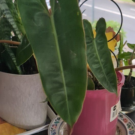 Photo of the plant species Philodendron atabapoense by @FreshMelon16 named Diana on Greg, the plant care app