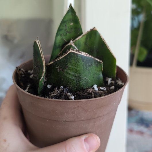 Photo of the plant species Snake Plant by @FreshMelon16 named Leaf Erickson on Greg, the plant care app
