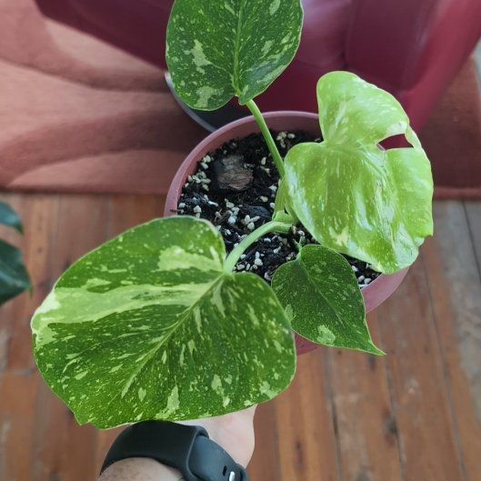 Photo of the plant species Monsterra Thai Constellation by @FreshMelon16 named Beckham on Greg, the plant care app