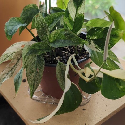 Photo of the plant species monstera by @FreshMelon16 named Mon Latina on Greg, the plant care app