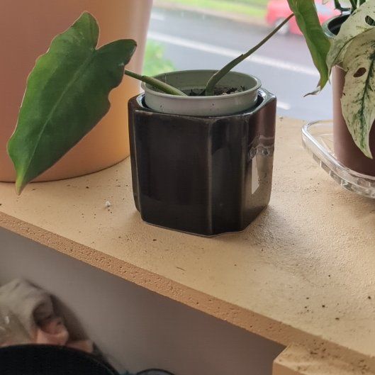 Photo of the plant species Philodendron atabapoense by @FreshMelon16 named Stella on Greg, the plant care app