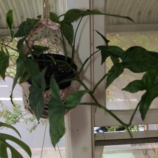 Photo of the plant species Arrowhead by @FreshMelon16 named Khaleesi on Greg, the plant care app