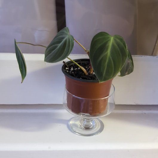 Photo of the plant species Philodendron 'El Choco' by @FreshMelon16 named Phil el choco on Greg, the plant care app