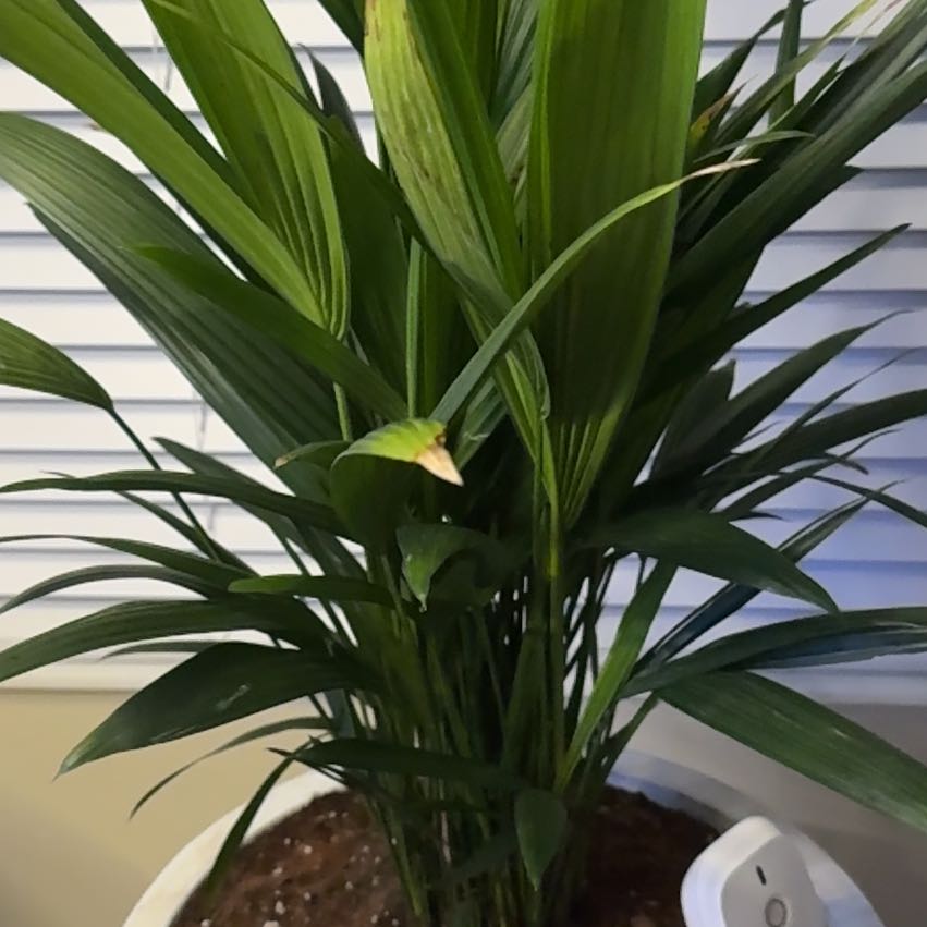Photo of the plant species Lipstick Palm by @AngelSeaoats92 named Zion on Greg, the plant care app