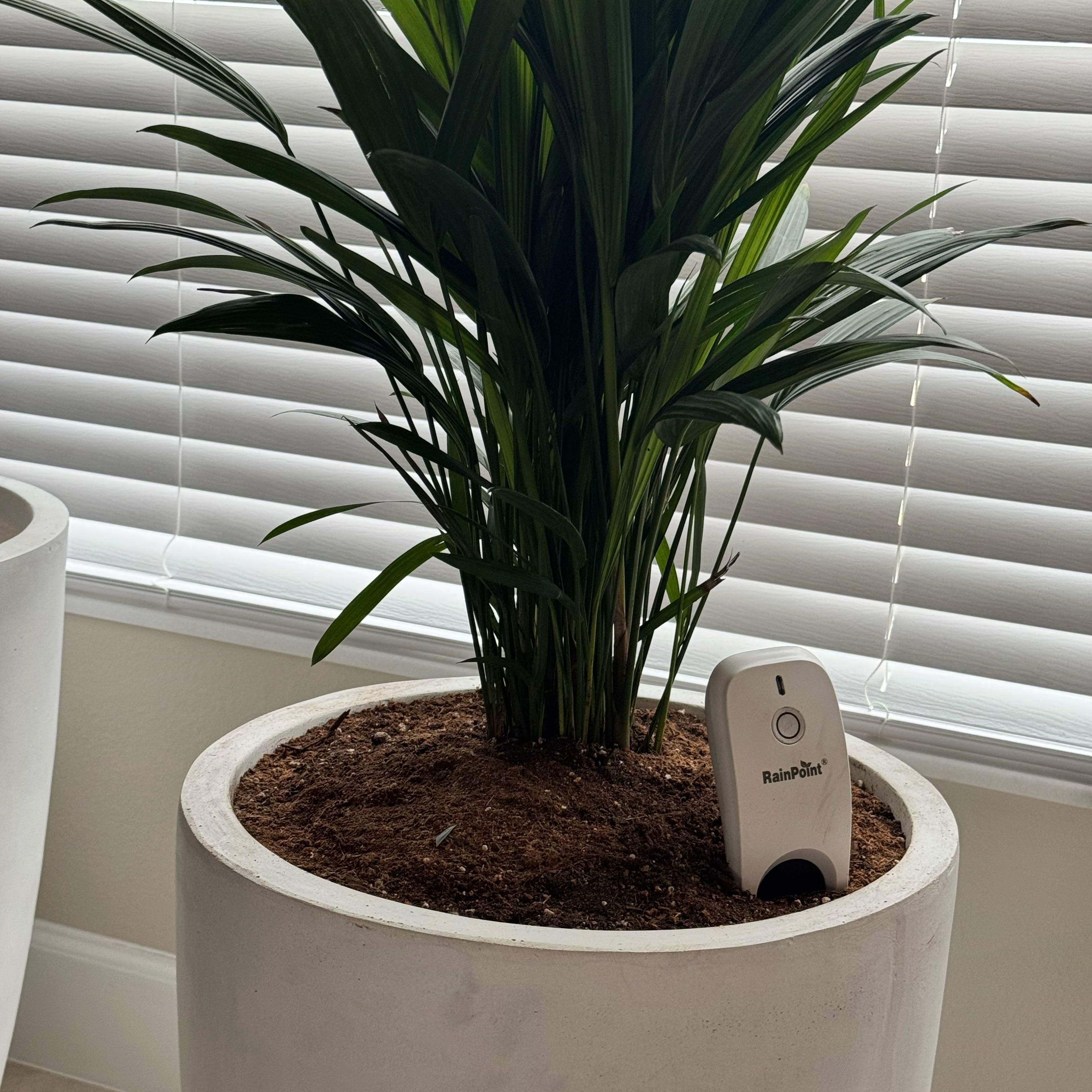 Photo of the plant species Red Lipstick Tree by @AngelSeaoats92 named Remington on Greg, the plant care app