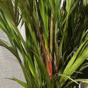 Photo of the plant species Lipstick Palm by @AngelSeaoats92 named Doja Cat on Greg, the plant care app