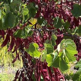 Photo of the plant species Judas Tree by @GoodMakura17 named Orwell on Greg, the plant care app