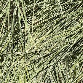 Photo of the plant species Torrey Pine by @GoodMakura17 named Winston on Greg, the plant care app