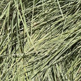 Photo of the plant species Torrey Pine by @GoodMakura17 named Surya on Greg, the plant care app