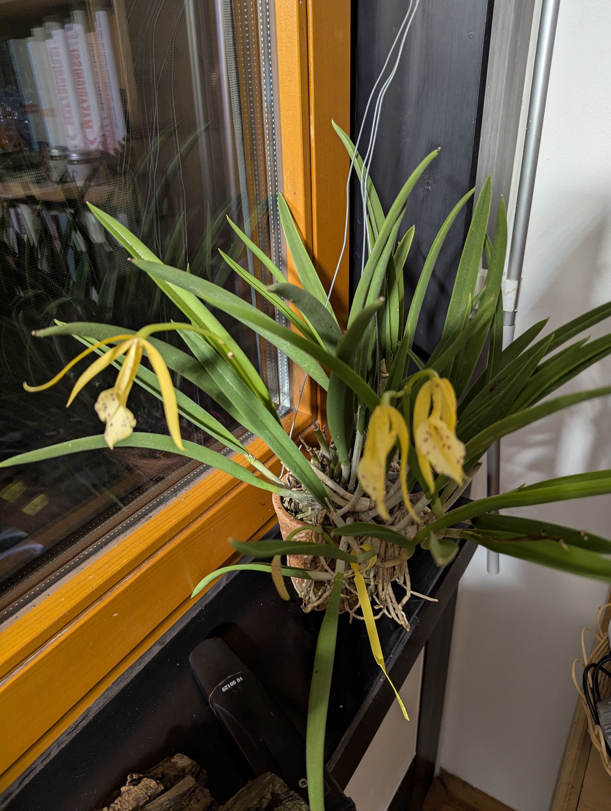 Plant care for Brassocattleya 'Hoku Gem Sun Spots' on Greg, the plant care app