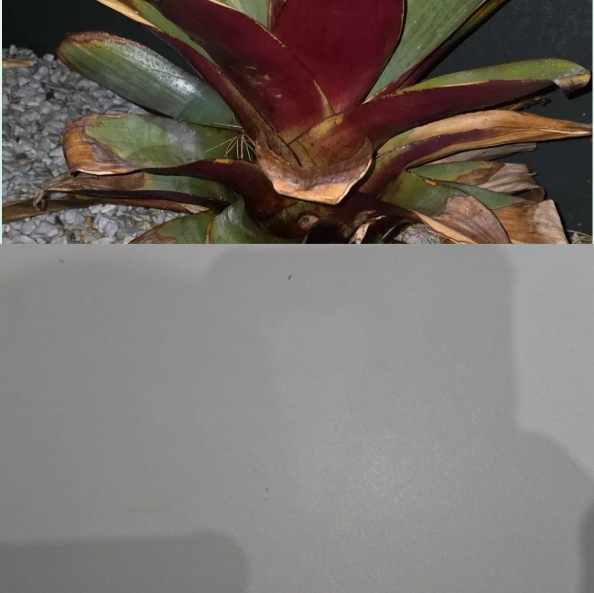 Photo of the plant species Imperial Bromeliad by @SaluteTipa89 named Kendall on Greg, the plant care app