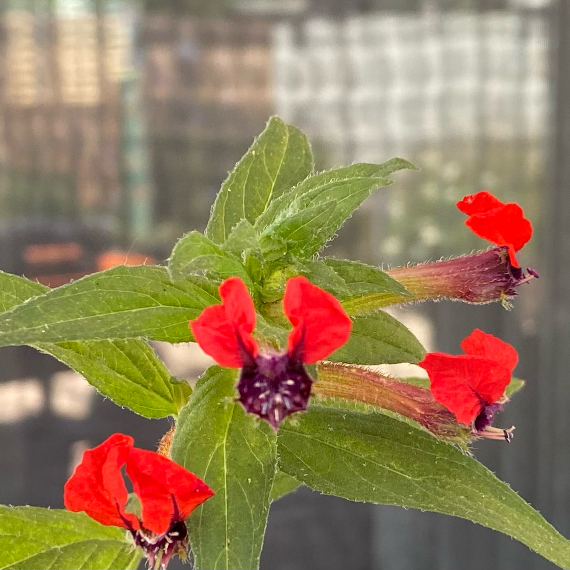 Photo of the plant species Cuphea by @GardenTherapy named Xena on Greg, the plant care app