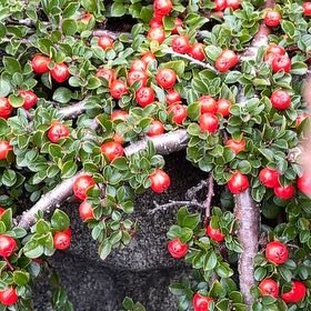 Photo of the plant species Rockspray Cotoneaster by @ExecBrittlebush named LiloStitch on Greg, the plant care app