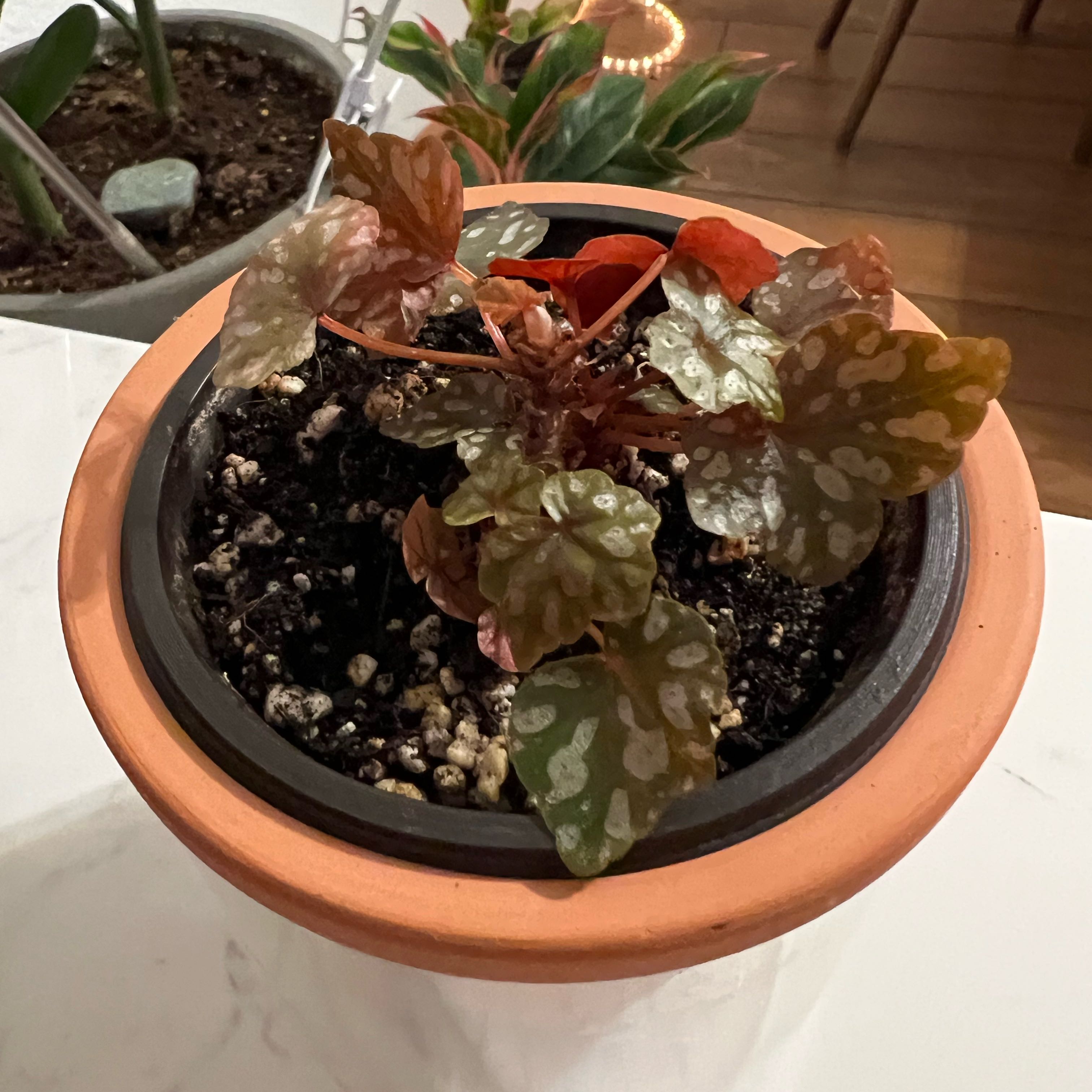 Photo of the plant species maple leaf begonia by @RulerHeketara35 named Mochi on Greg, the plant care app