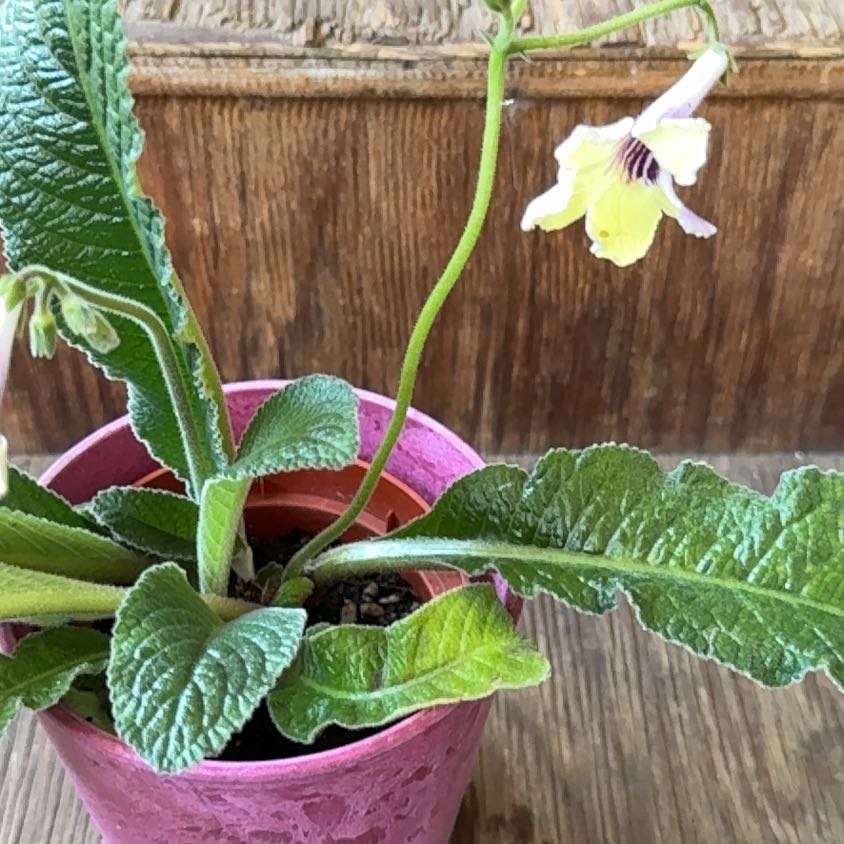 Photo of the plant species Bristol's Potpourri by @Deannajs1014 named Freyja on Greg, the plant care app