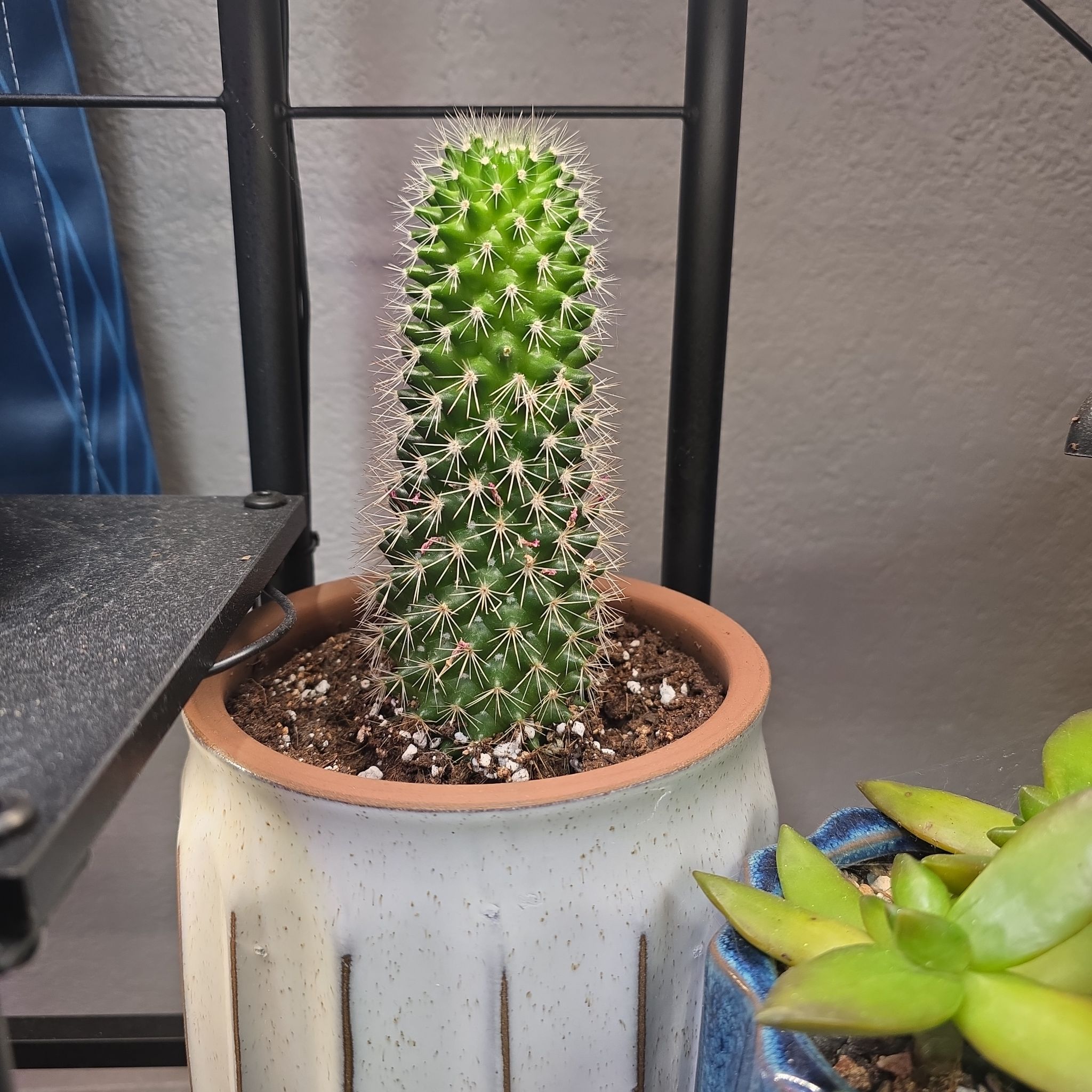 Photo of the plant species Pincushion cactus by @amandaroehl24 named Tupot amaroot on Greg, the plant care app