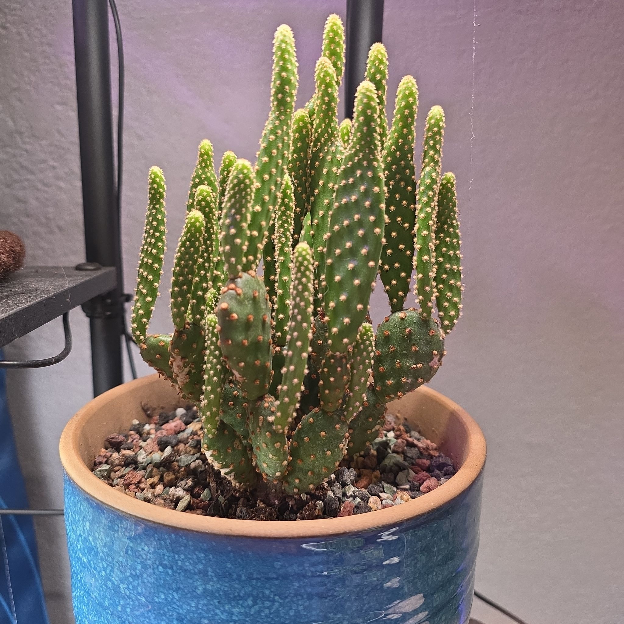 Photo of the plant species optunia cactus by @amandaroehl24 named Miley on Greg, the plant care app