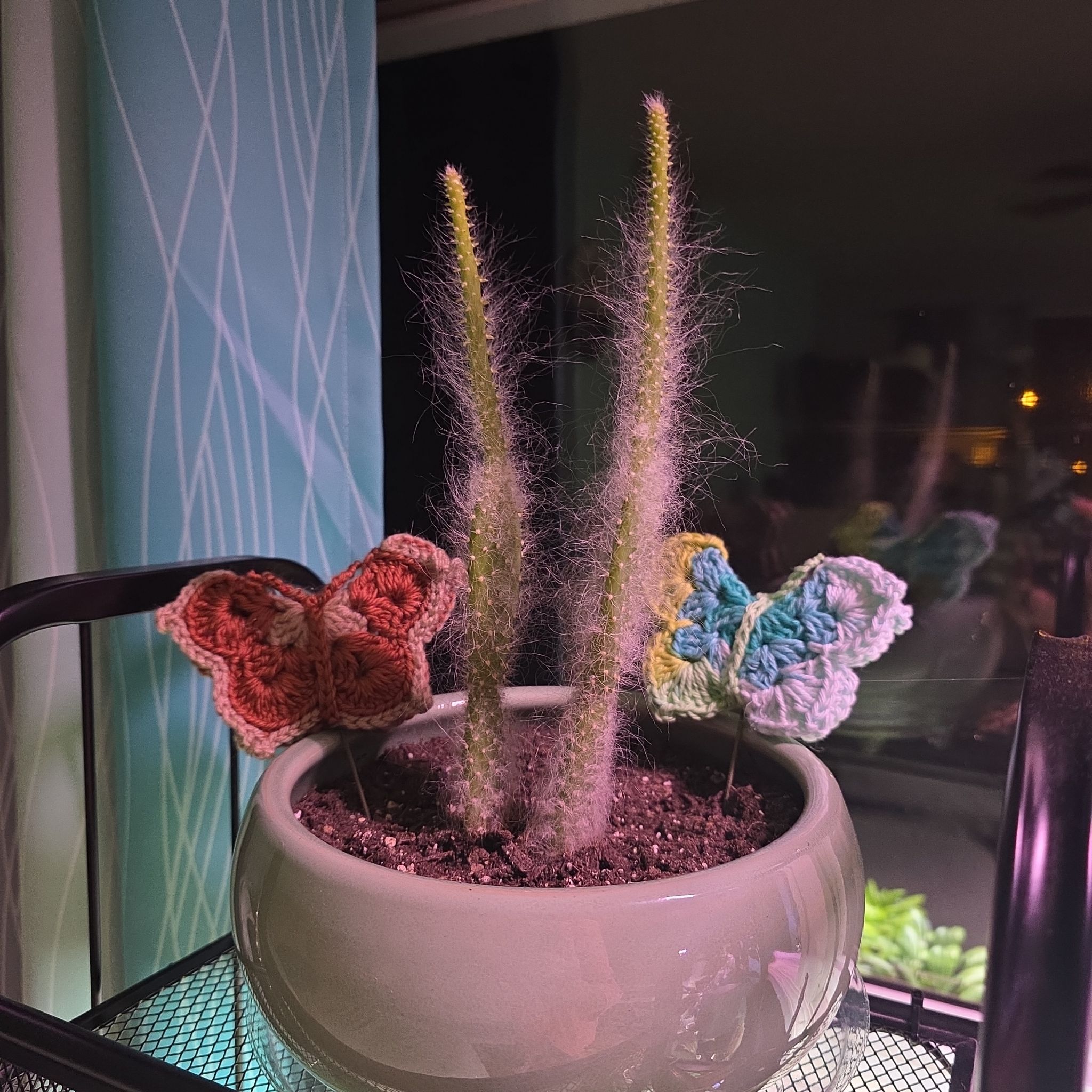 Photo of the plant species optunia cactus by @amandaroehl24 named Marilyn on Greg, the plant care app