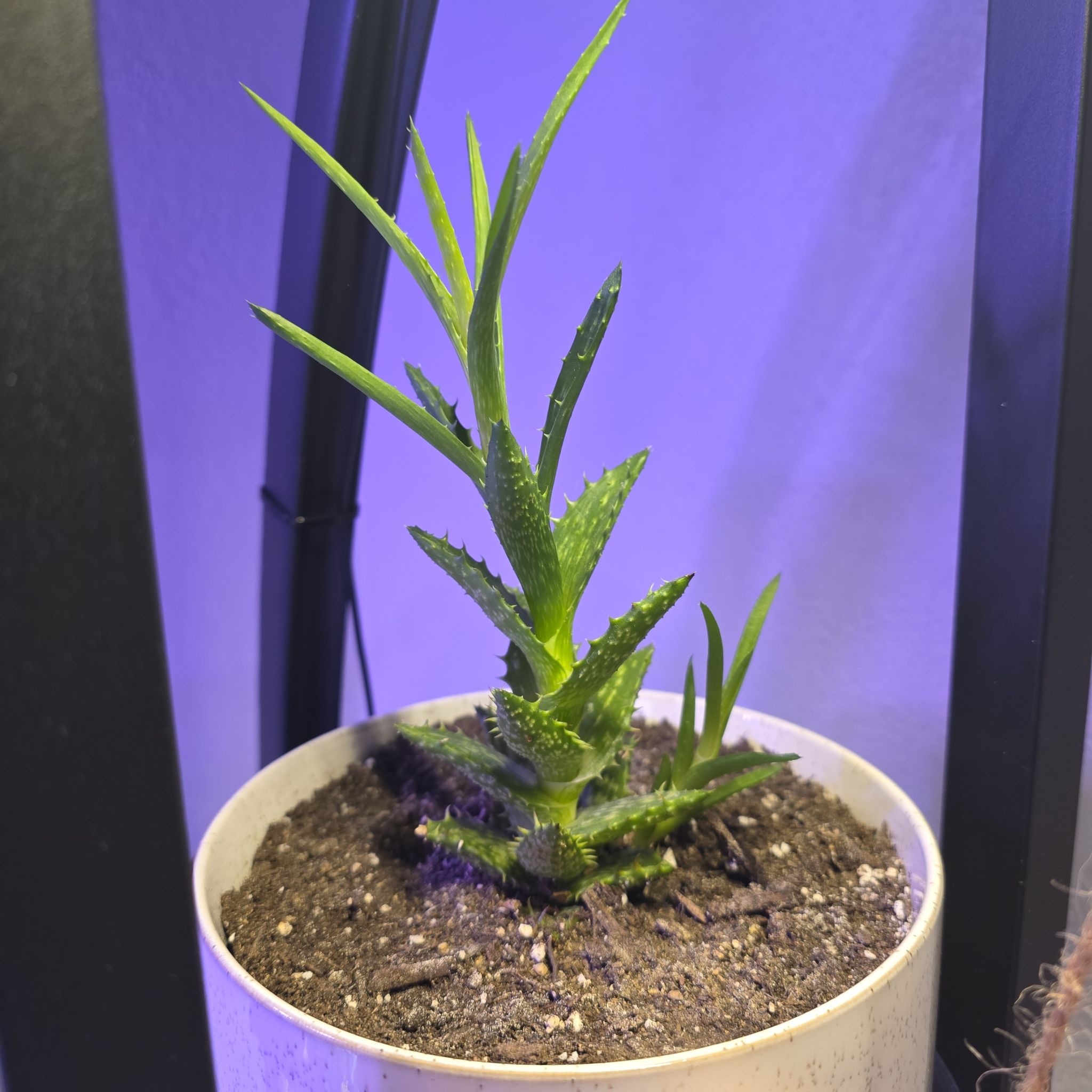 Photo of the plant species Yemen Aloe by @amandaroehl24 named Harry on Greg, the plant care app
