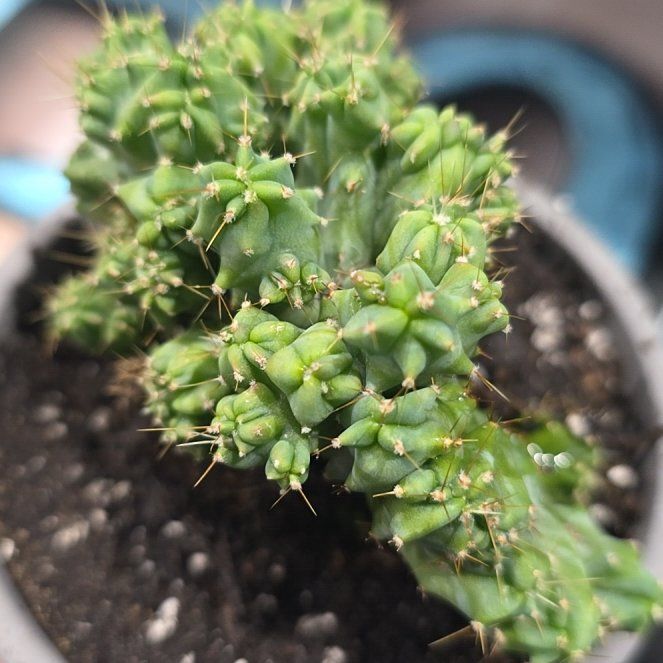 Photo of the plant species Variegated Monstrose Apple Cactus by @amandaroehl24 named Sherlock on Greg, the plant care app