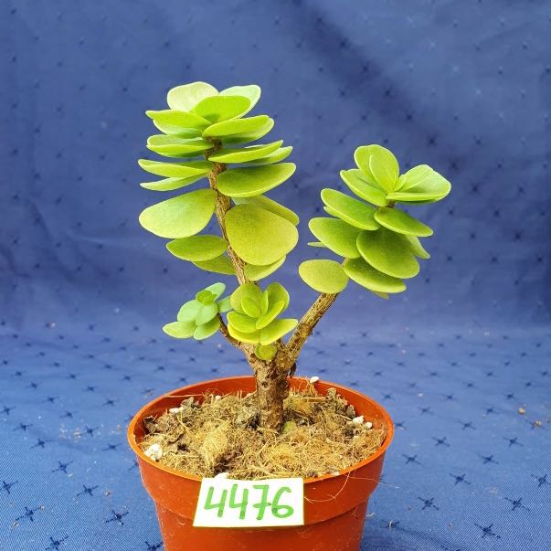 Photo of the plant species Bonsai Crassula by @BreezyEagleclaw named Apollo on Greg, the plant care app