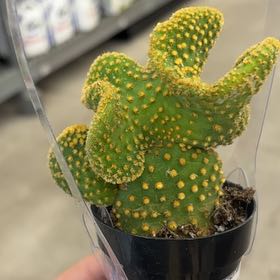 Photo of the plant species Golden Swirl by @FestalKūmarahou named Khaleesi on Greg, the plant care app