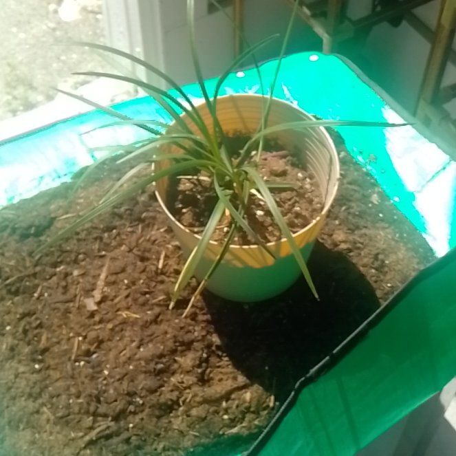 Photo of the plant species Pink Quill by @YokeHypochnella named Ulysses S Plant on Greg, the plant care app