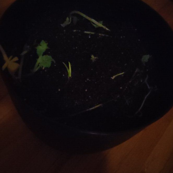 Photo of the plant species Potatoe by @SuaveDevilsfig named Khaleesi on Greg, the plant care app