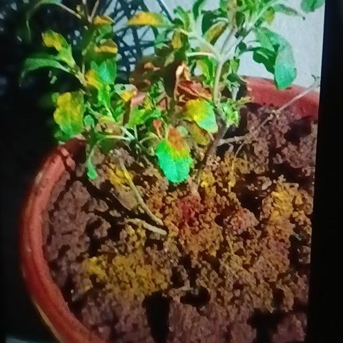 Photo of the plant species Krishna Tulasi by @WhizBishopsweed named Kobe on Greg, the plant care app