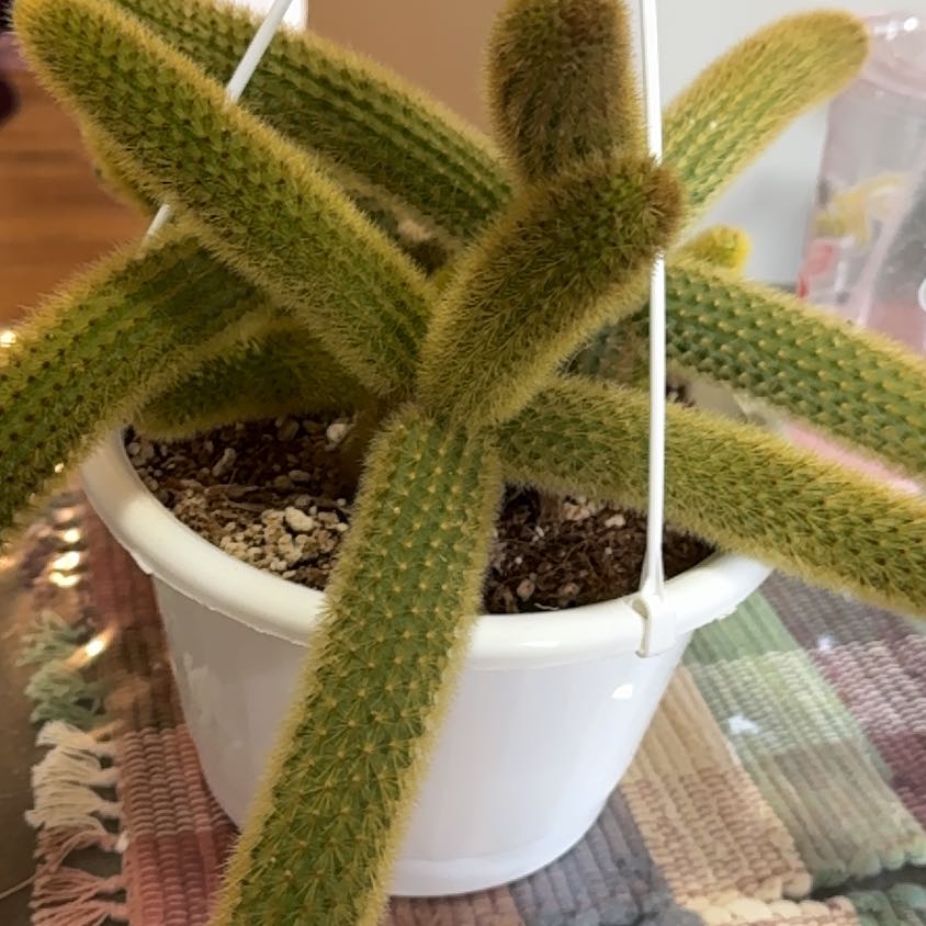 Photo of the plant species Golden Rats Tail by @WillowWhisher named Ulysses S Plant on Greg, the plant care app