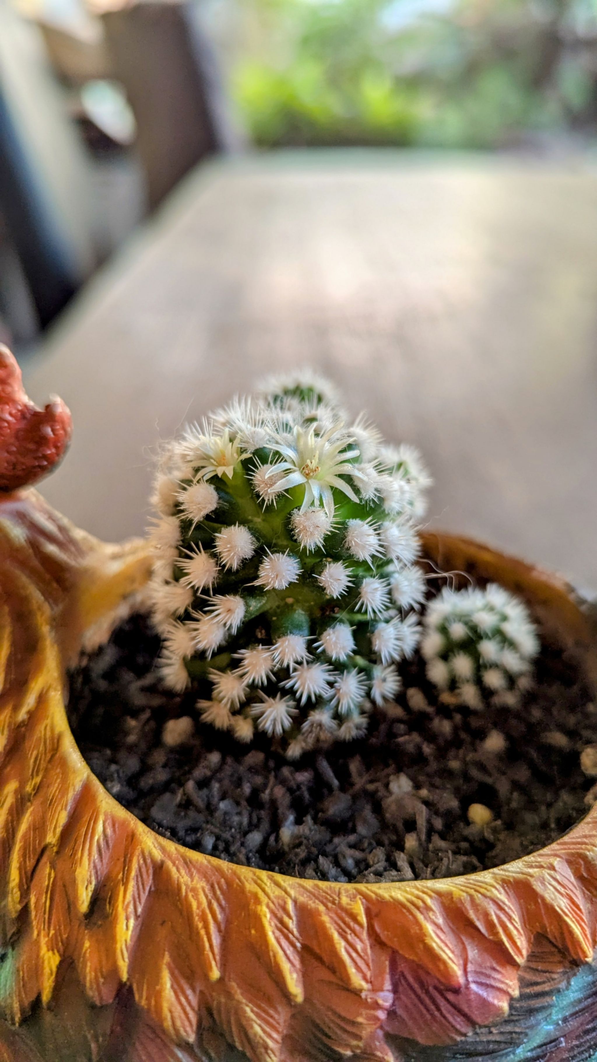 Photo of the plant species Arizona Snowcap by @cactushead named Egg on Greg, the plant care app
