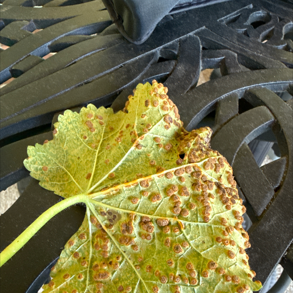 Photo of the plant species Hollyhock by @DefiantCassava named Marley on Greg, the plant care app