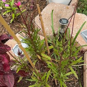 Photo of the plant species Lindheimer's Beeblossom by @DefiantCassava named Einstein on Greg, the plant care app