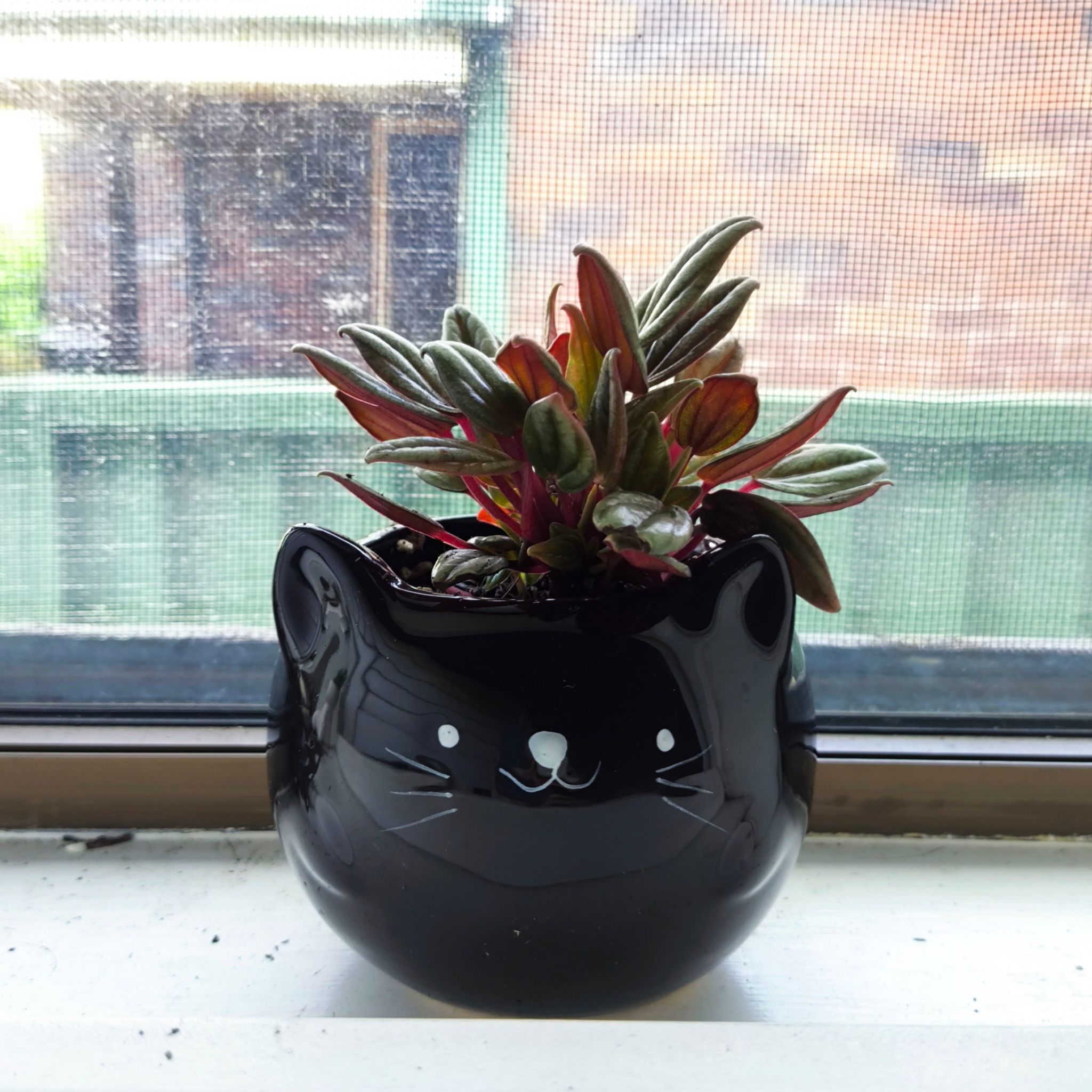 Photo of the plant species Peperomia San Marino by @CozySpideragave named Tobias on Greg, the plant care app