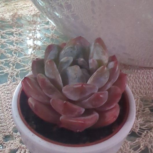Photo of the plant species Strawberry Almond by @AlertTexasplume named Sir Plancelot on Greg, the plant care app