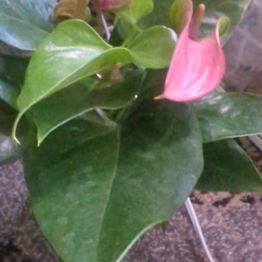 Photo of the plant species Anthurium by @AlertTexasplume named Duke on Greg, the plant care app