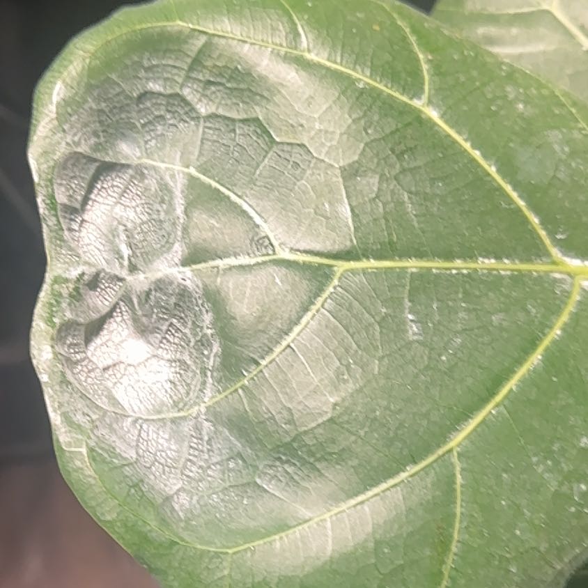 Photo of the plant species Tropical Foliage by @TotalCoffeetree named Huckleberry Fern on Greg, the plant care app